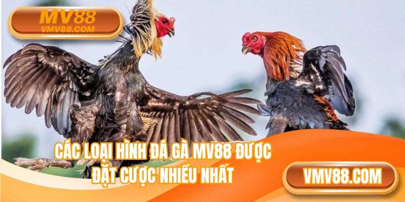 Các loại hình đá gà MV88 được đặt cược nhiều nhất