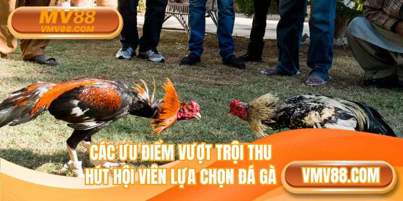 Các ưu điểm vượt trội thu hút hội viên lựa chọn đá gà