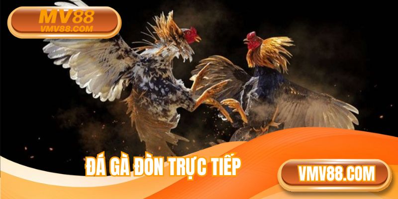 Đá Gà Đòn Trực Tiếp MV88 - Kịch Tính Từng Cú Ra Đòn Nảy Lửa
