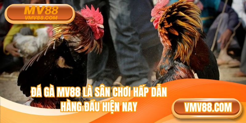 Đá gà MV88 là sân chơi hấp dẫn hàng đầu hiện nay
