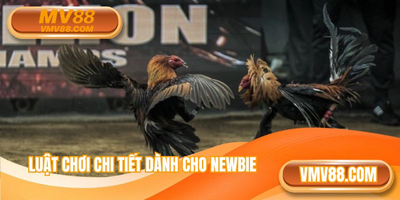 Những quy luật hội viên cần nắm chắc để chơi hiệu quả