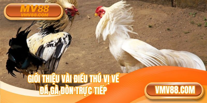 Tổng quan vài điều hấp dẫn về đá gà đòn trực tiếp